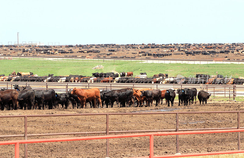农业:在饲养场饲养大量的牛