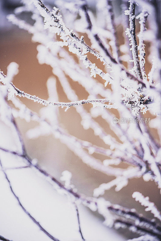 光秃秃的树枝上爬满了冬天的初雪