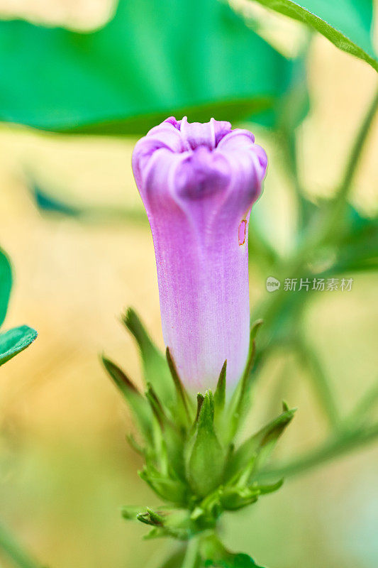 旋花“摩洛哥之美”花