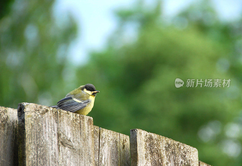 小山雀在第一次飞行后休息。