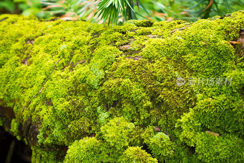 苔藓在树