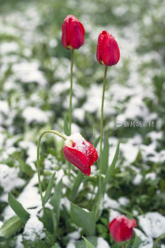 春天的雪花郁金香