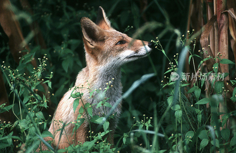 小狐狸