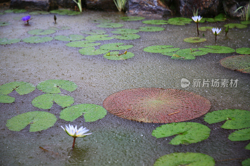 沐浴在睡莲池