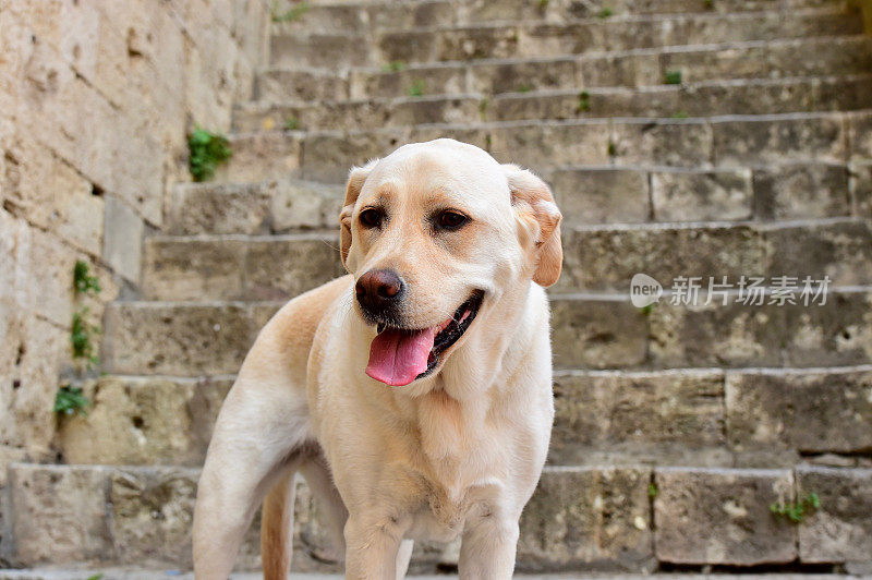 圣吉米尼亚诺的拉布拉多寻回犬