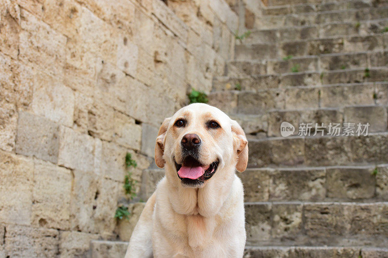 圣吉米尼亚诺的拉布拉多寻回犬