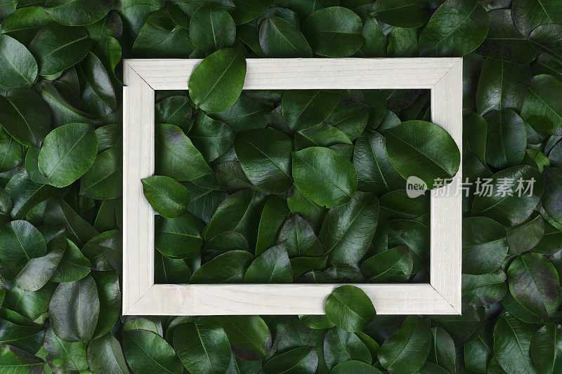 绿色的树叶。创造性的布局由树叶与纸卡片、便条或框架。一个平面。自然概念
