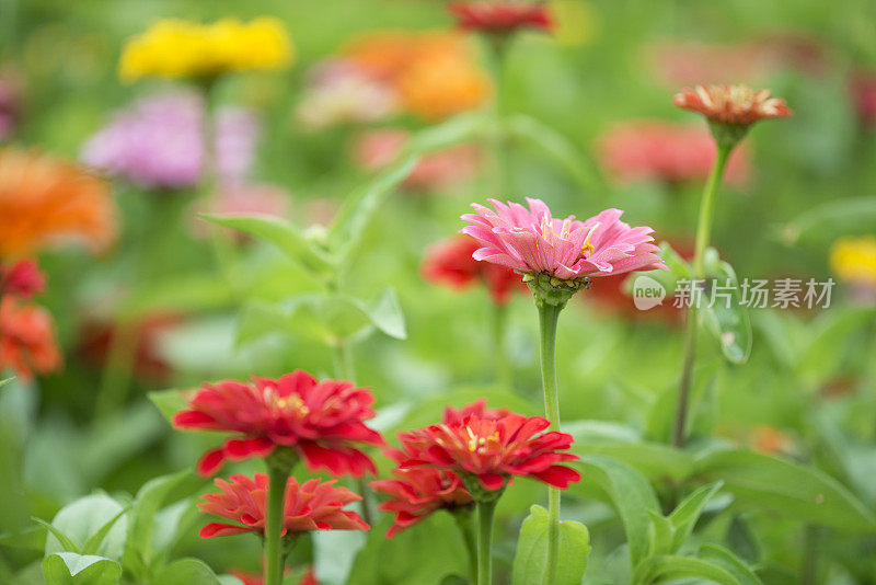 盛开的zinnia