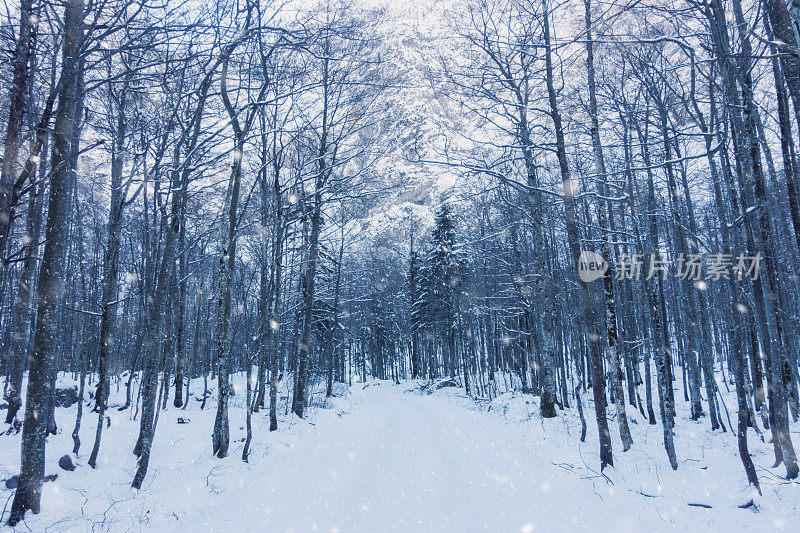 森林暴雪