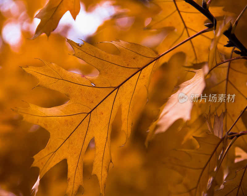 秋天枯黄的橡树