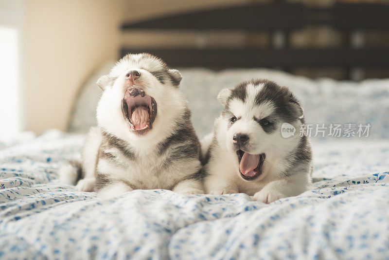 可爱的两只小狗西伯利亚哈士奇躺在床上