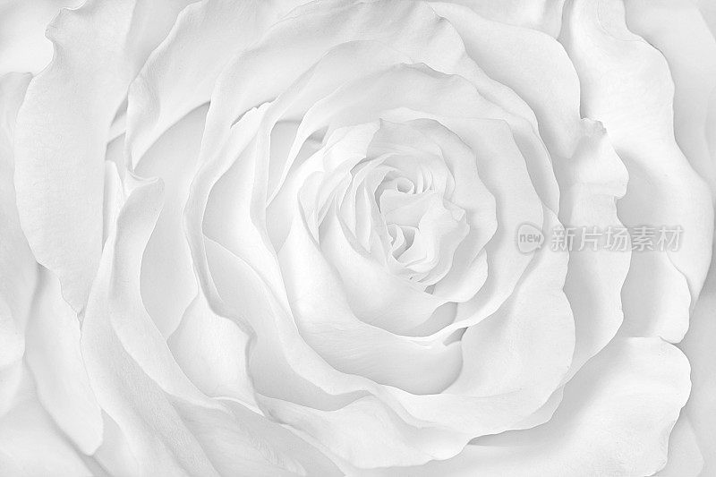 白玫瑰特写可以作为婚礼背景。