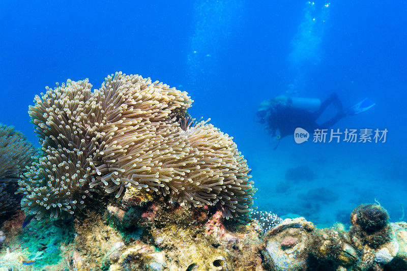 大自然中的快乐:潜水者在受损的珊瑚礁上