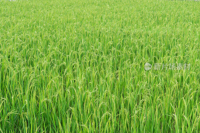 背景的绿色稻田在晴朗的日子。