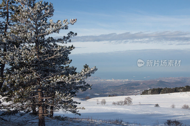 松树在冬季景观俯瞰亚得里亚海