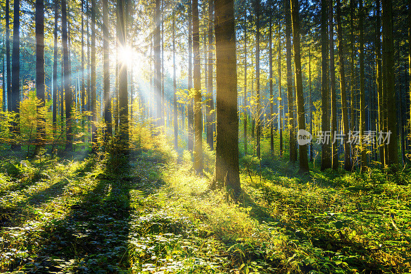 阳光照耀着森林