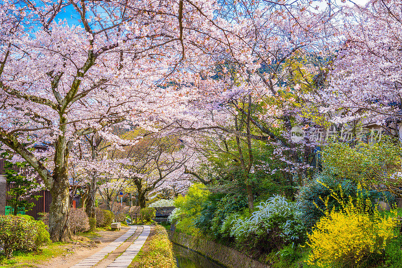 春天，日本的京都