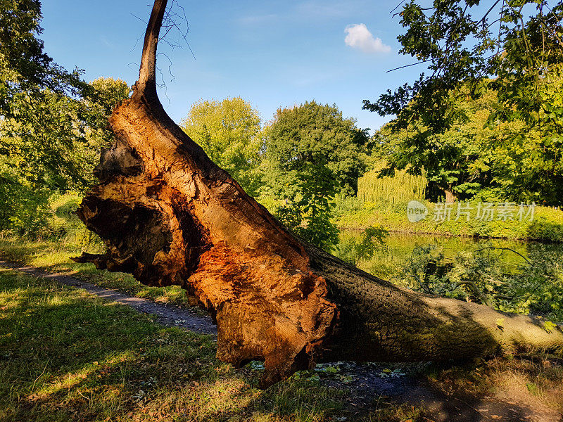 一棵被阳光照射的树掉进河里的特写