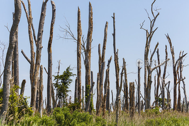 沼泽地区的许多枯树