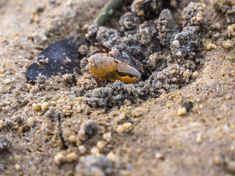 五颜六色的螃蟹生活在海滩上