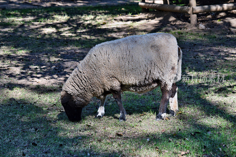 一群灰色的绵羊