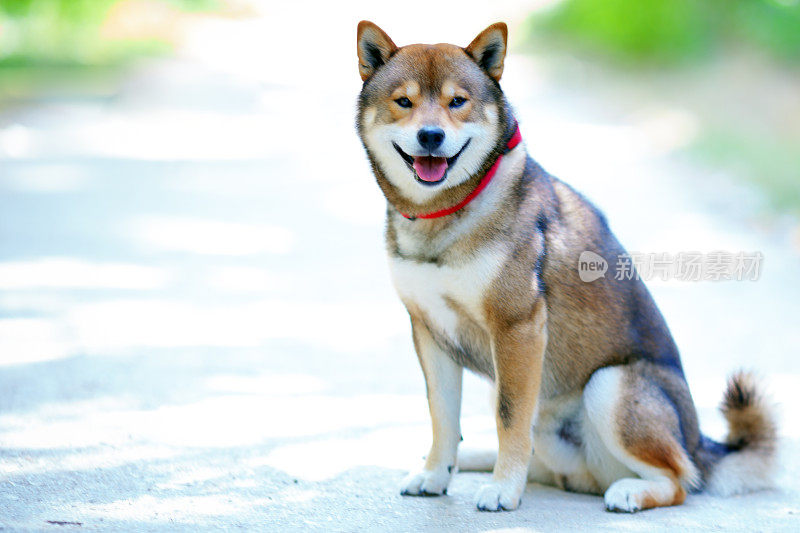 公园里的狗狗柴犬