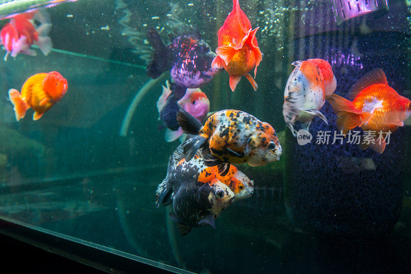 日本金鱼:兰楚金鱼，奥兰达金鱼