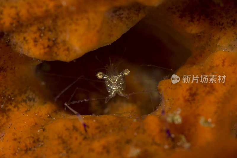 伦贝海绵饭里的虾