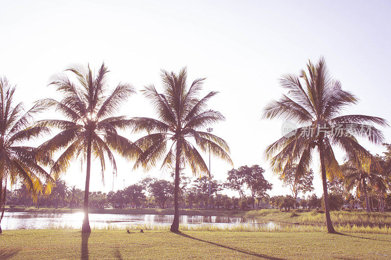 公园的椰子树和天空的夕阳复古的背景