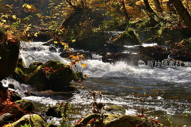 日本青森市秋天的磐濑山溪