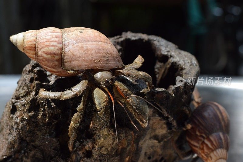 一只寄居蟹通过黑色的日本蜗牛壳找到了回家的路