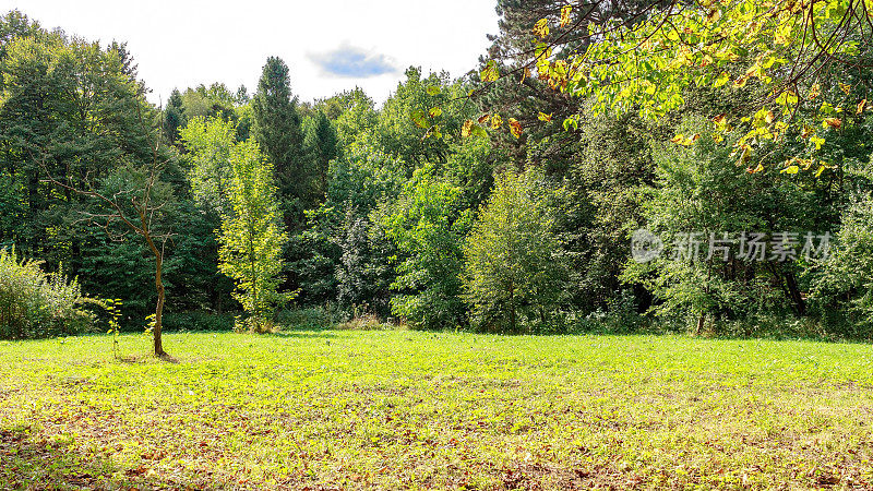 公园里的大空地，秋天的时候，在针叶树和落叶树之间覆盖着草地