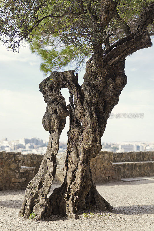 葡萄牙里斯本的一棵多节树