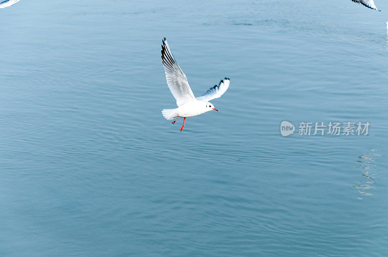 海鸥飞过水面寻找食物与运动模糊和选择性聚焦