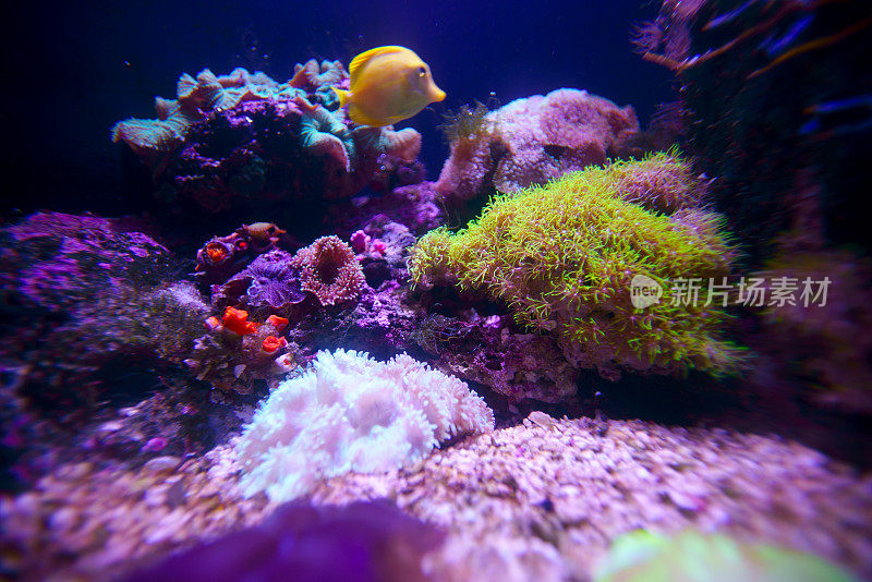 有珊瑚和热带鱼的水下世界