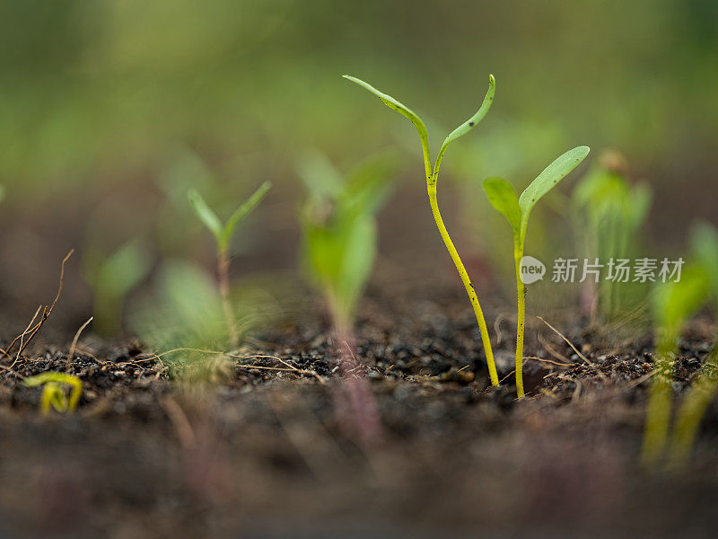 刚在土壤中发芽的新鲜绿色幼苗慢慢地长出了很浅的田地。