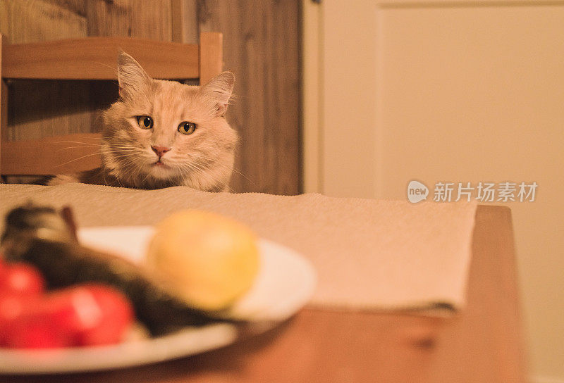 漂亮的黄猫在桌子上等着吃鱼。