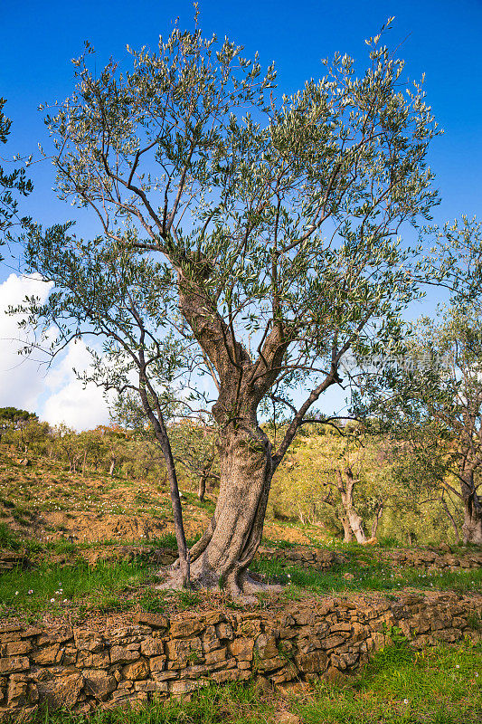 意大利利古里亚的橄榄树