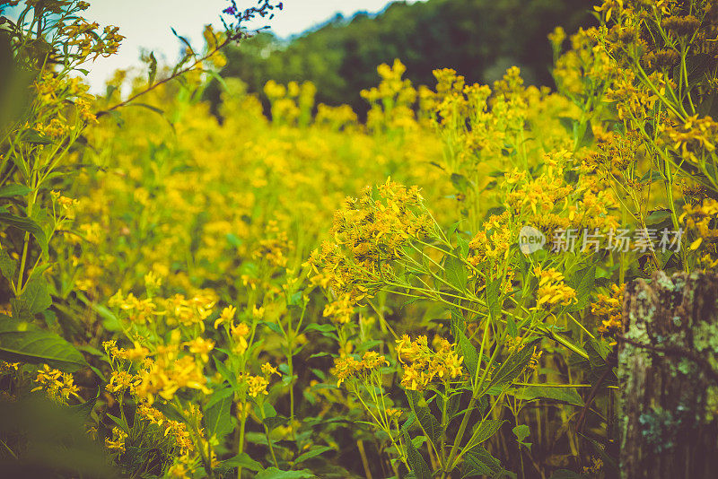 秋麒麟草属植物