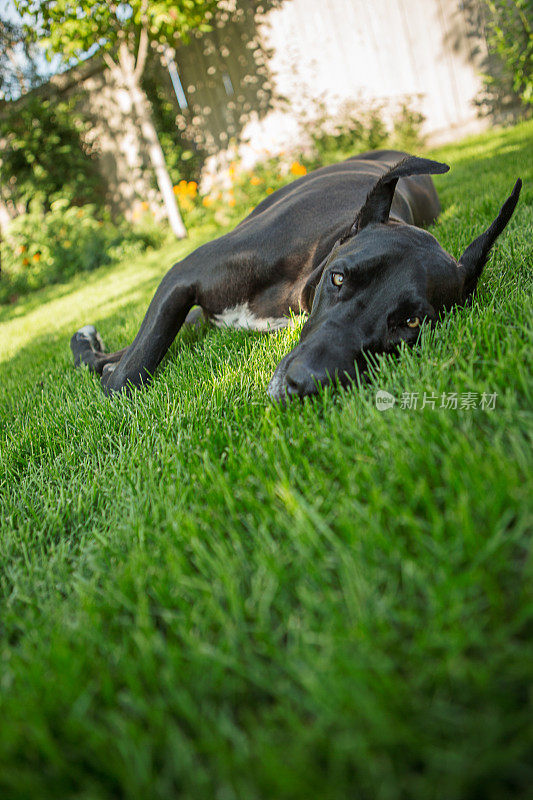 大黑狗在草地上
