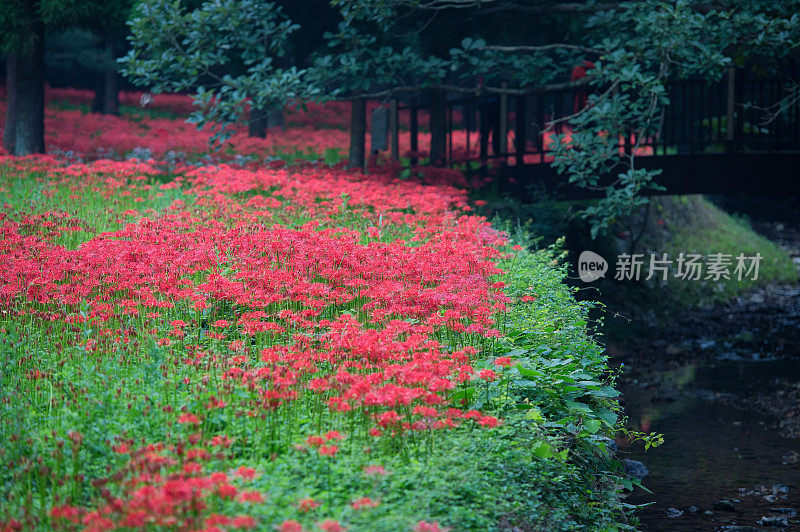 佛寺夏日花园