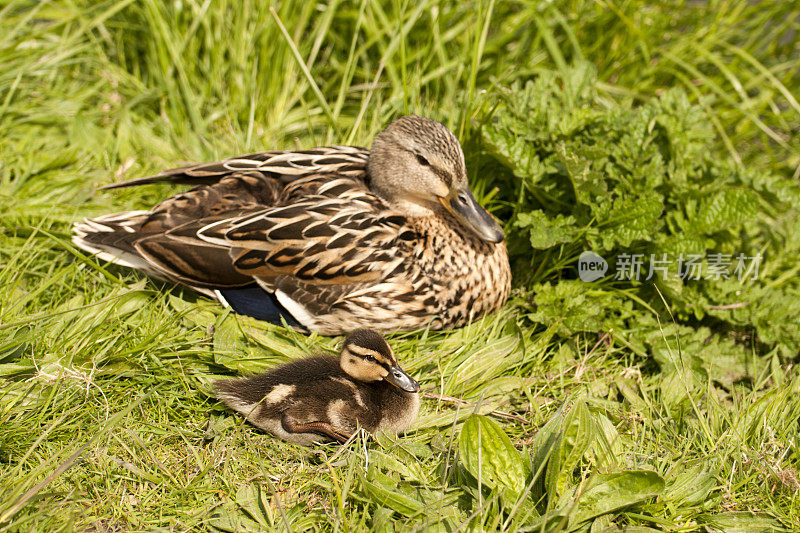 小鸭子和妈妈