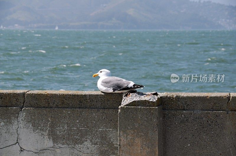 海鸟在行动