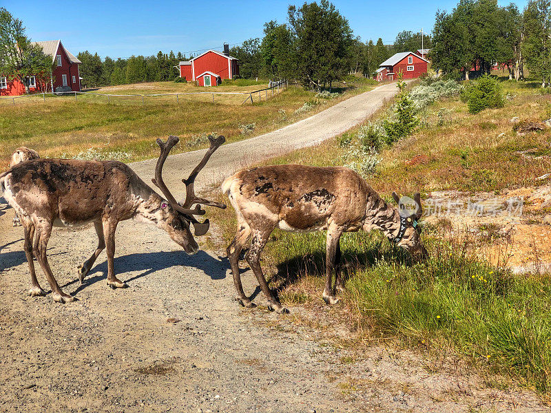 在瑞典北部的一条路上，野生驯鹿