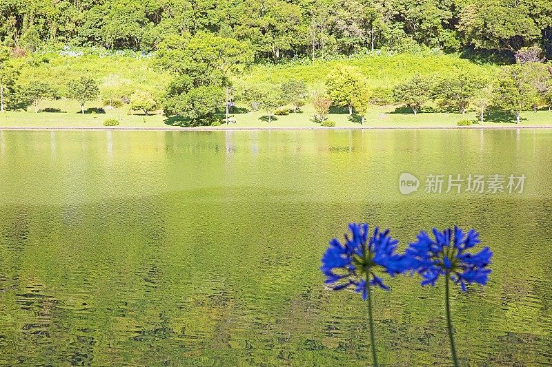 在格拉马多的春天，日出时分的湖边，两株Agapanthus