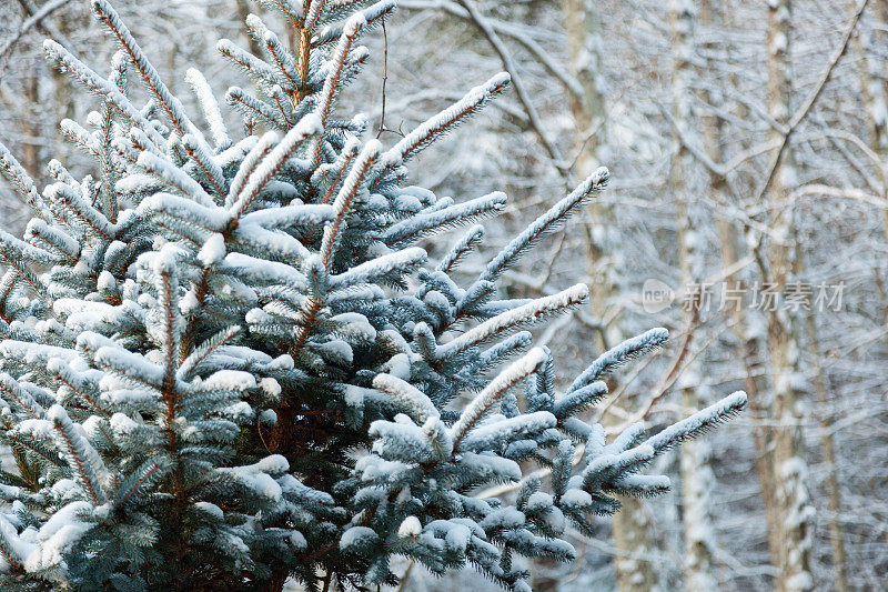 雪杉