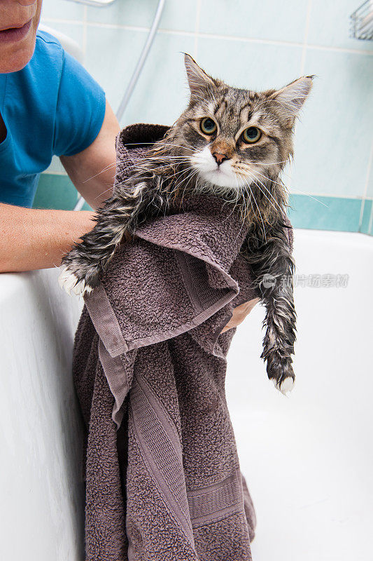可爱的西伯利亚猫洗澡时间到了