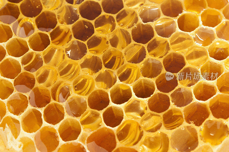 蜂巢,蜂蜜