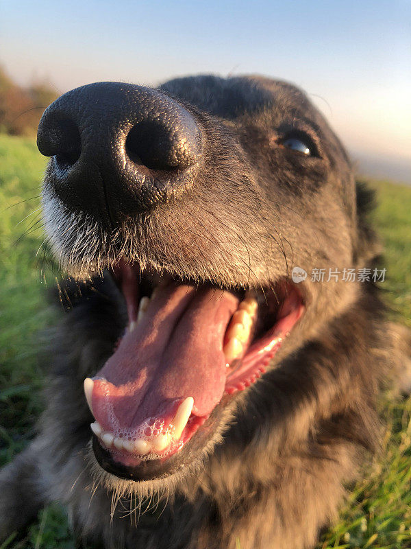 野狗的特写镜头。边境牧羊犬和澳大利亚牧羊犬的混血。