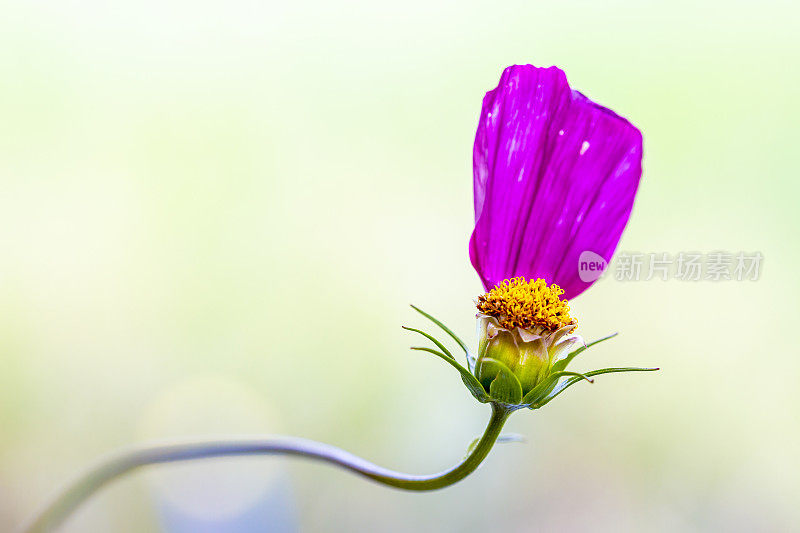 花园宇宙，墨西哥紫菀